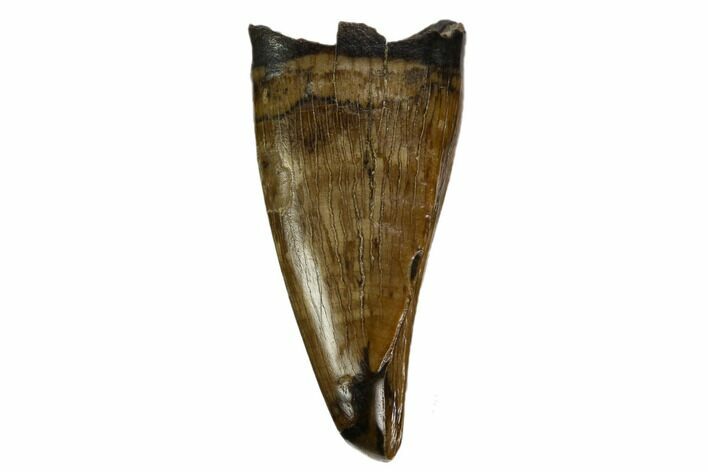Juvenile Tyrannosaur Premax Tooth - Judith River Formation #129804